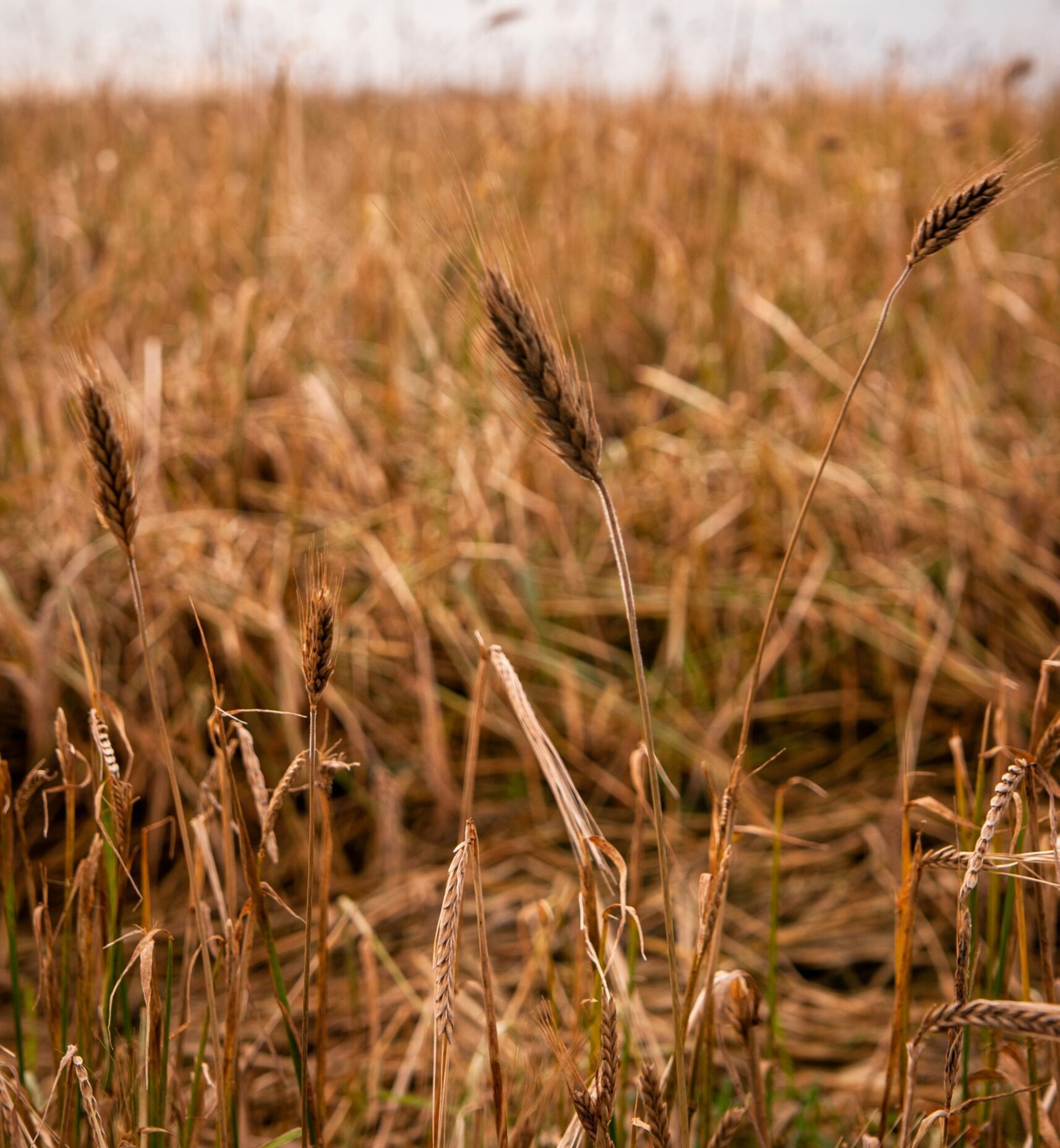 graanrepubliek 2.0 en jimmy's